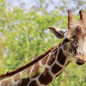 Apr. 2022 - Plains - Reticulated Giraffe