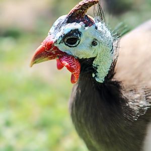 Apr. 2022 - Plains - Helmeted Guineafowl