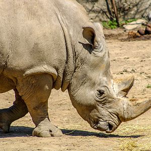 Apr. 2022 - Plains - Southern White Rhino
