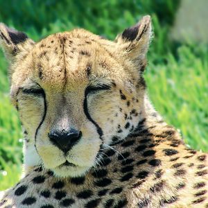 Apr. 2022 - Plains - Cheetah