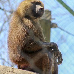 Apr. 2022 - Plains - Guinea Baboon