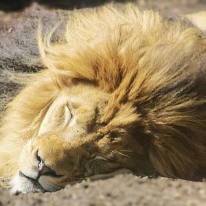 Apr. 2022 - Plains - African Lion