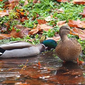 Wild Mallard pair (Anas platyrhynchos), 2021-11-06