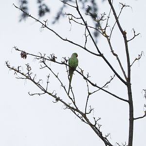 Feral Indian ring-necked parakeet (Psittacula krameri), 2021-11-06