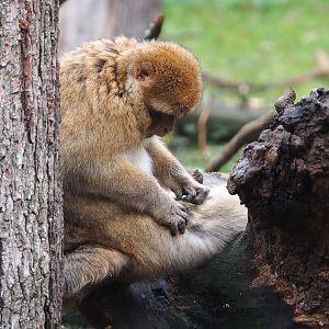 Barbary macaque (Macaca sylvanus), 2021-11-06