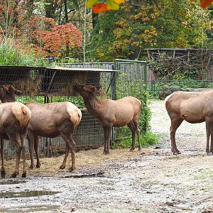 Rocky Mountain wapitis (Cervus canadensis nelsoni), 2021-11-06