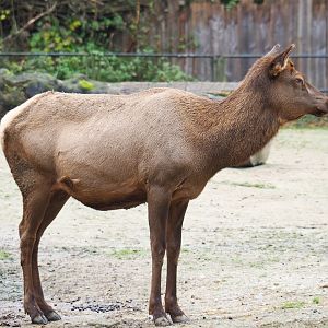 Rocky Mountain wapiti (Cervus canadensis nelsoni), 2021-11-06