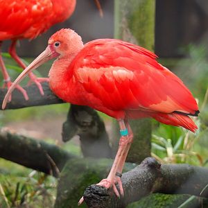 Scarlet ibis (Eudocimus ruber), 2021-11-06