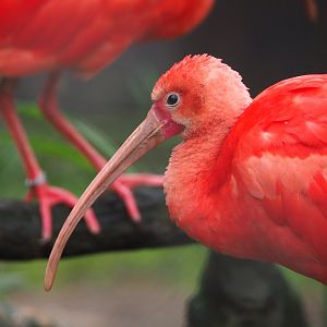Scarlet ibis (Eudocimus ruber), 2021-11-06