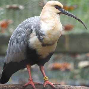 Black-faced ibises (Theristicus melanopis), 2021-11-06