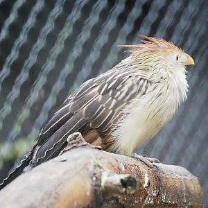 Guira cuckoo (Guira guira), 2021-11-06