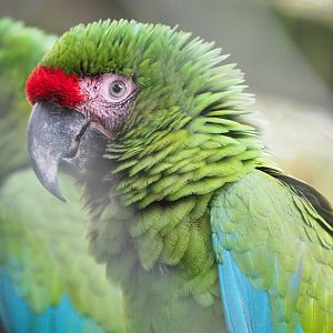 Mexican military macaw (Ara militaris mexicana), 2021-11-06