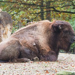 American Plains bison (Bison bison bison), 2021-11-06