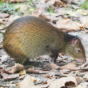 Black-rumped agouti (Dasyprocta prymnolopha), 2021-11-06