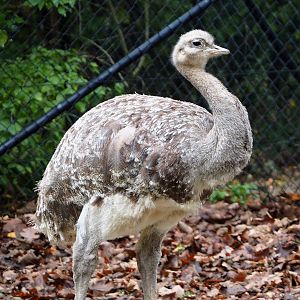 Darwin`s rhea (Rhea pennata), 2021-11-06