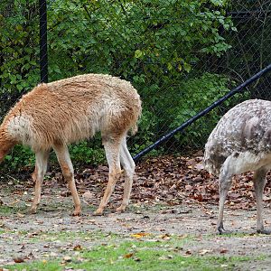 Vicuña (Vicugna vicugna) and Darwin`s rhea (Rhea pennata), 2021-11-06