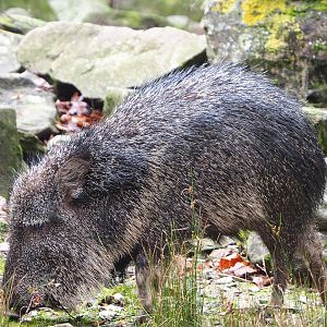Chacoan peccary or Tagua (Catagonus wagneri), 2021-11-06