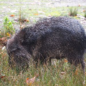 Chacoan peccary or Tagua (Catagonus wagneri), 2021-11-06