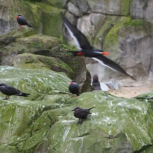 Inca terns (Larosterna inca), 2021-11-06