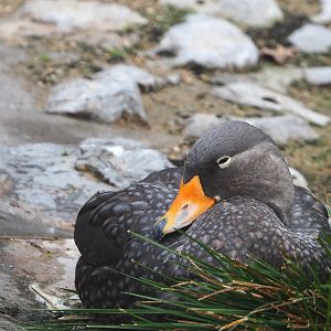 Magellanic flightless steamer duck  (Tachyeres pteneres), 2021-11-06