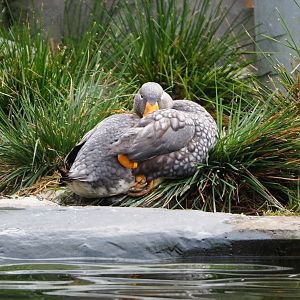 Magellanic flightless steamer duck  (Tachyeres pteneres), 2021-11-06