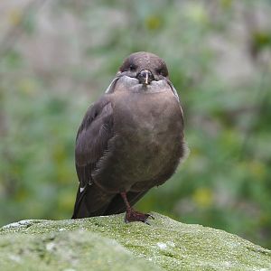 Juvenile Inca tern (Larosterna inca), 2021-11-06