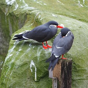 Inca terns (Larosterna inca), 2021-11-06
