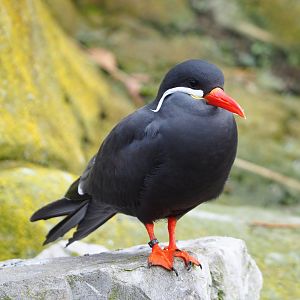 Inca tern (Larosterna inca), 2021-11-06
