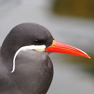 Inca tern (Larosterna inca), 2021-11-06