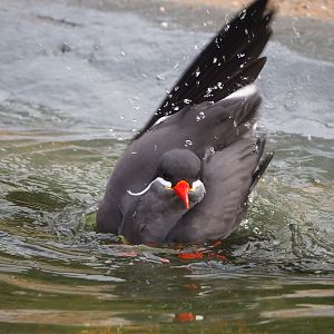 Bathing Inca tern (Larosterna inca), 2021-11-06
