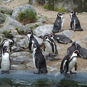 Humboldt penguins (Spheniscus humboldti), 2021-11-06
