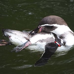 Swimming Humboldt penguin (Spheniscus humboldti), 2021-11-06