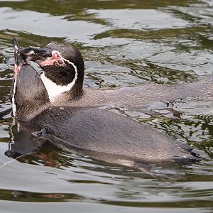Swimming Humboldt penguins (Spheniscus humboldti), 2021-11-06