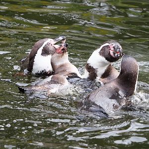 Humboldt penguins swimming and fighting (Spheniscus humboldti), 2021-11-06
