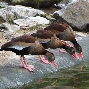 Southern black-bellied whistling-ducks (Dendrocygna autumnalis autumnalis), 2021-11-06