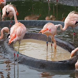 Feeding Chilean flamingos (Phoenicopterus chilensis), 2021-11-06