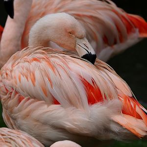 Chilean flamingo (Phoenicopterus chilensis), 2021-11-06