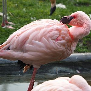 Lesser flamingo (Phoeniconaias minor), 2021-11-06