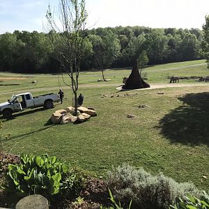 Keepers Feeding White Rhinos