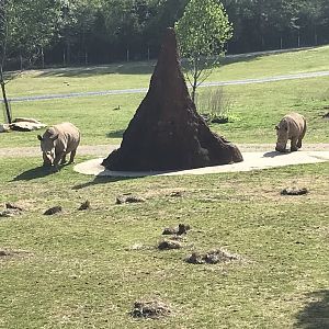 White Rhinos coming to get Breakfast