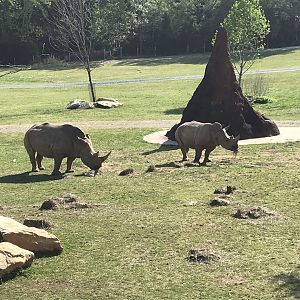White Rhinos eating Hay
