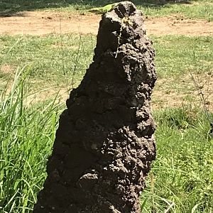 Green Anole atop Termite Mound at Elephants