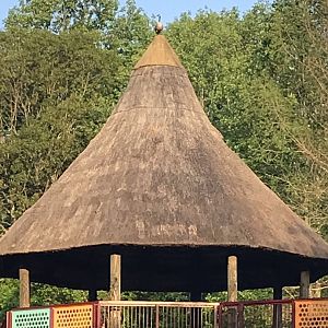 Canada Goose atop African Entrance Bridge