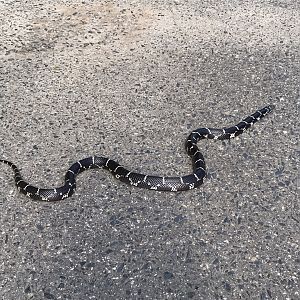 Eastern Kingsnake on Sidewalk