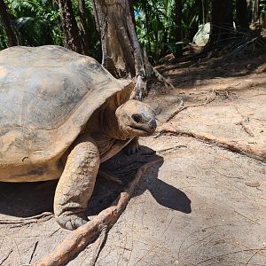 Île Moyenne - Wild (!) Aldabra giant tortoise