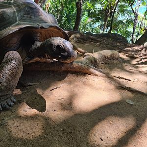 Île Moyenne - Wild (!) Aldabra giant tortoise