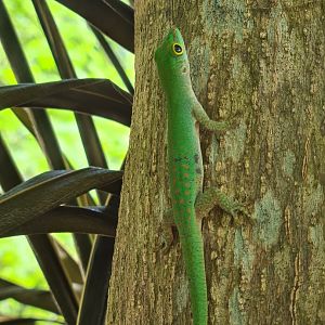 Île Longue - Seychelles giant day gecko