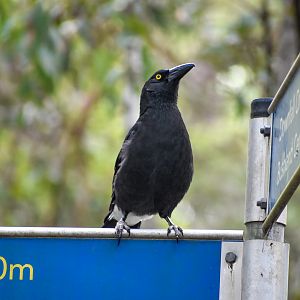 Pied Currawong on sign