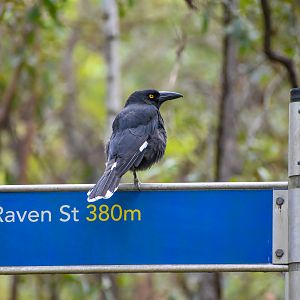 Pied Currawong on sign