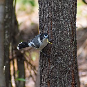 Grey Butcherbird with caterpillar